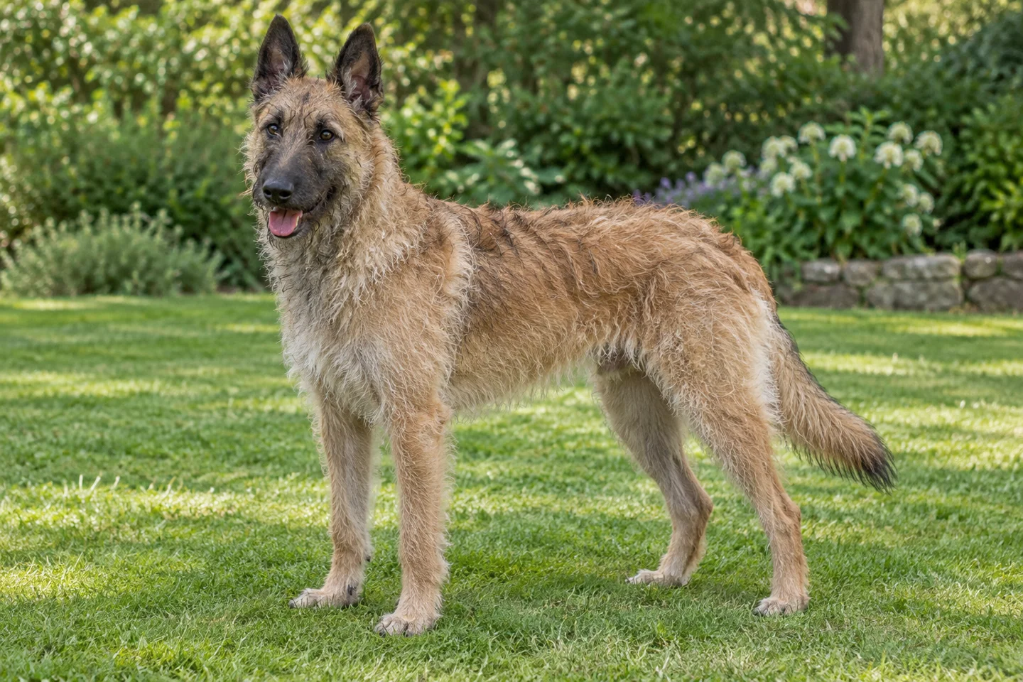 Rough-coated fawn Belgian Laekenois with erect ears, dark muzzle shading, and long natural tail standing on grass