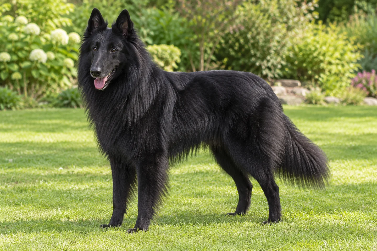 Long-black-coated Belgian Sheepdog with erect ears, athletic outline, and natural feathered tail standing on grass