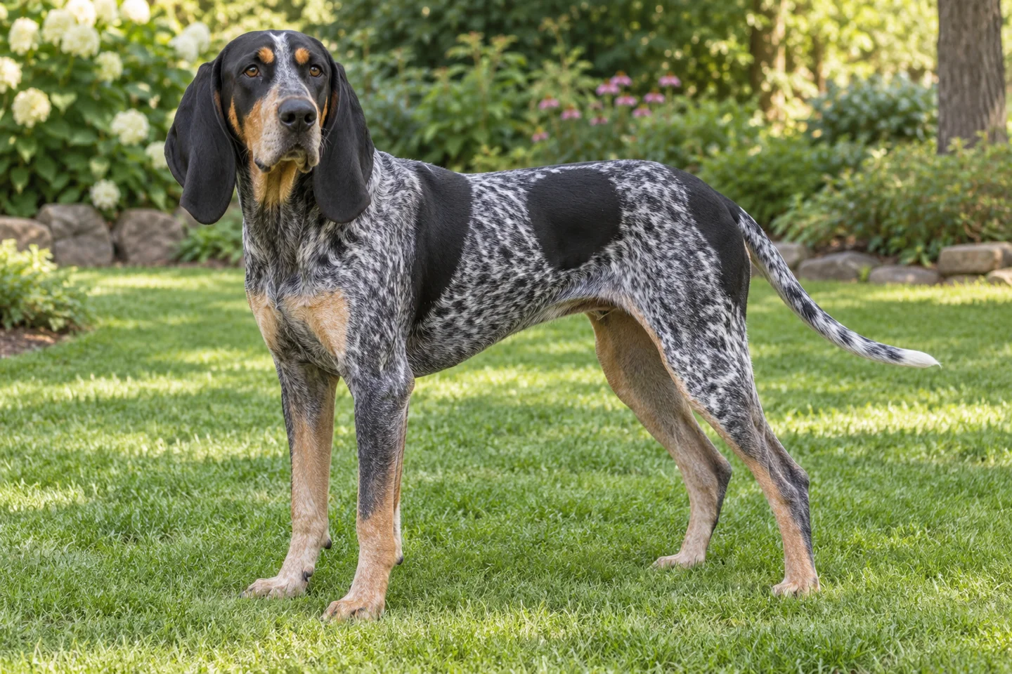 Bluetick Coonhound adult standing on grass in natural light
