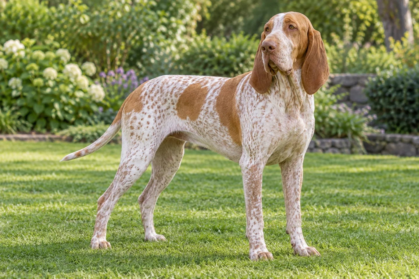 Bracco Italiano standing on grass