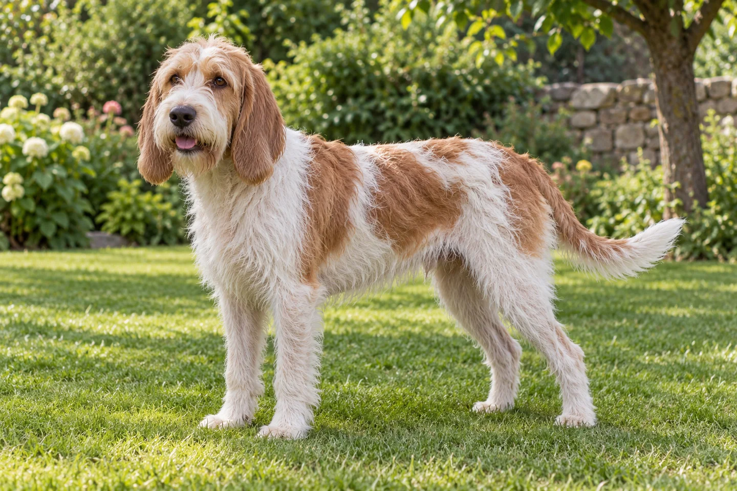 Briquet Griffon Vendéen standing on grass