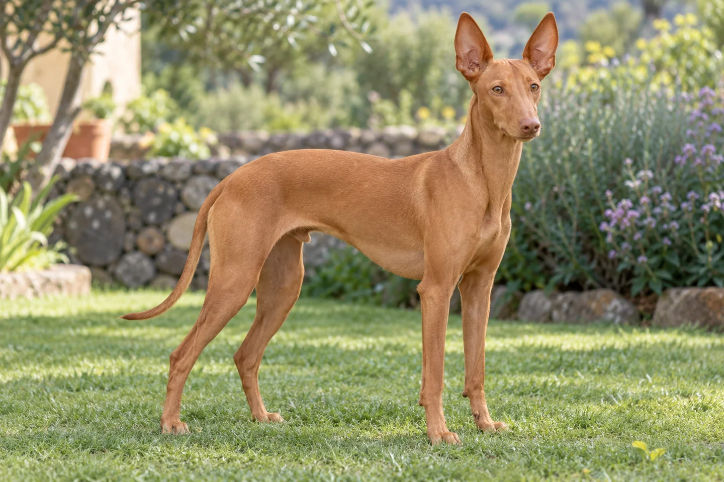 Tan Cirneco dell’Etna with large natural erect ears and long intact tail adult standing outdoors with its full body visible