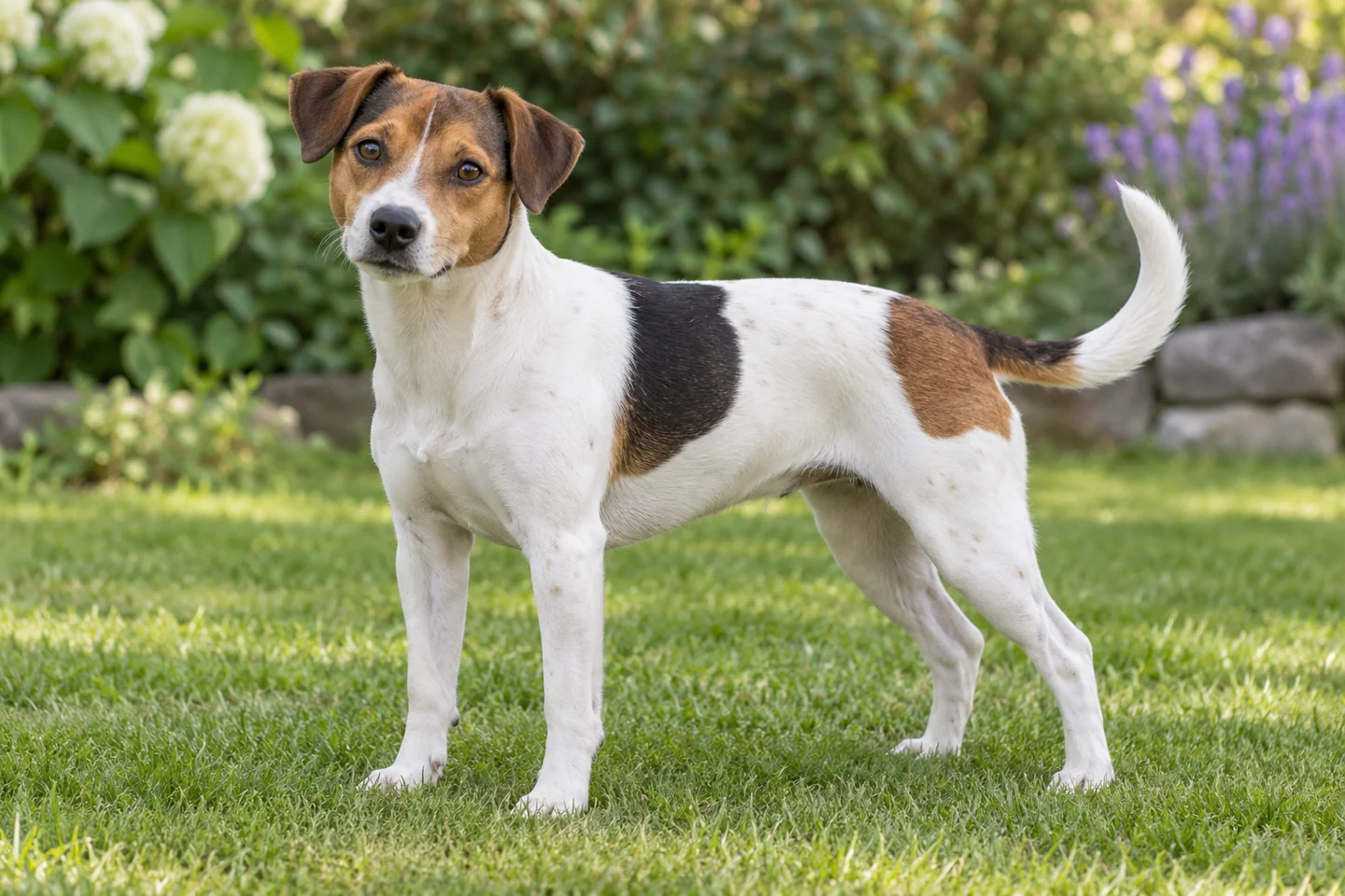 Predominantly white tricolor Danish-Swedish Farmdog with natural folded ears and intact long tail adult standing outdoors with its full body visible