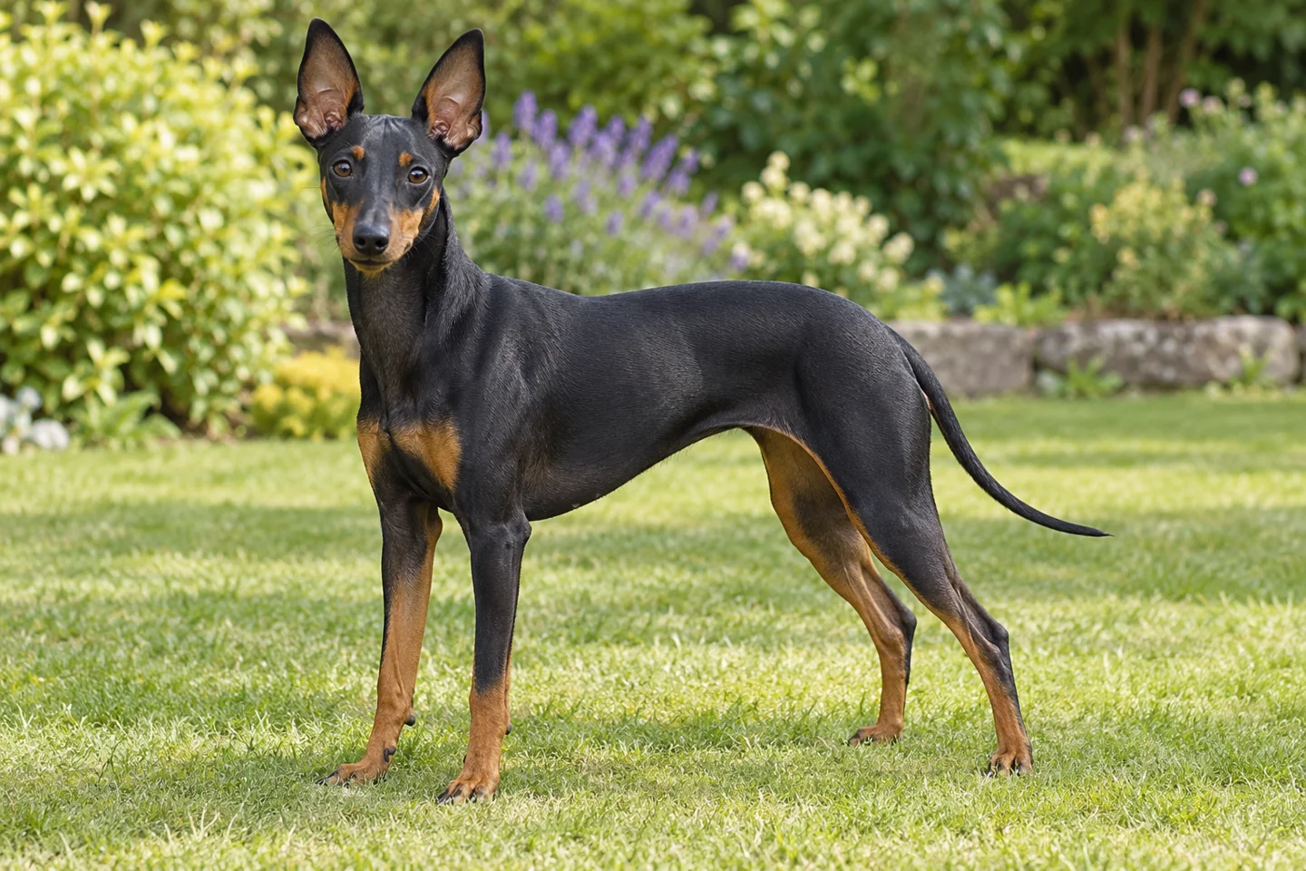 English Toy Terrier adult standing on grass with natural ears and tail