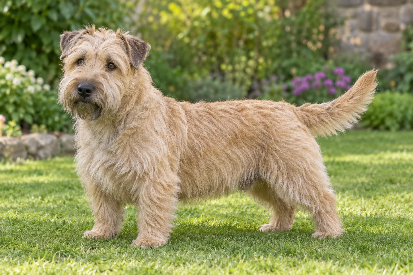 Glen of Imaal Terrier (wheaten with natural rose or half-prick ears and full tail) adult standing naturally on a garden lawn, with natural ears and tail