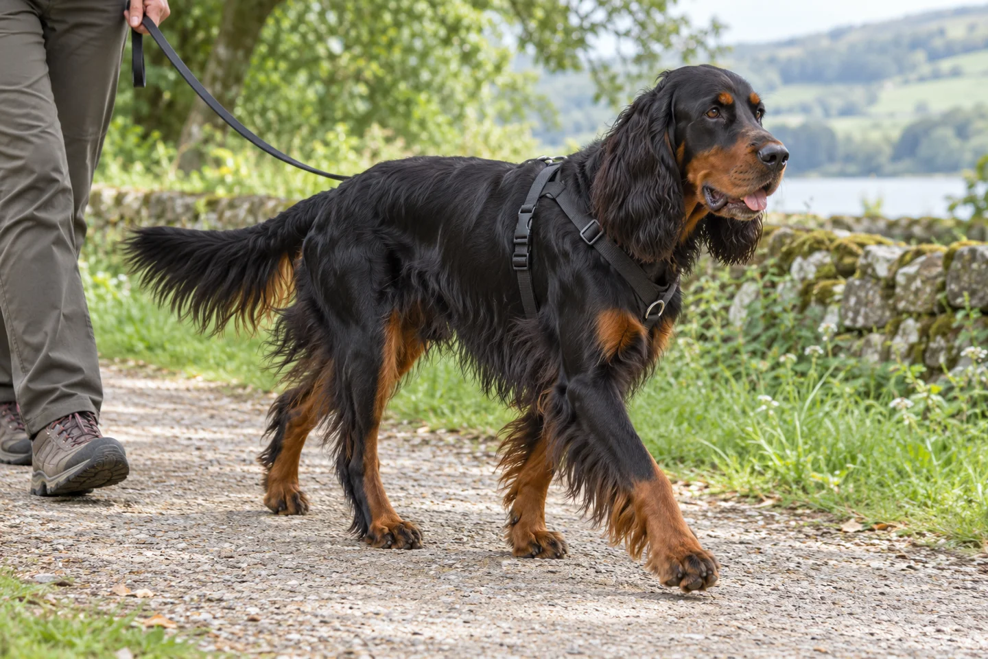 Gordon Setter walking in a harness beside an adult handler