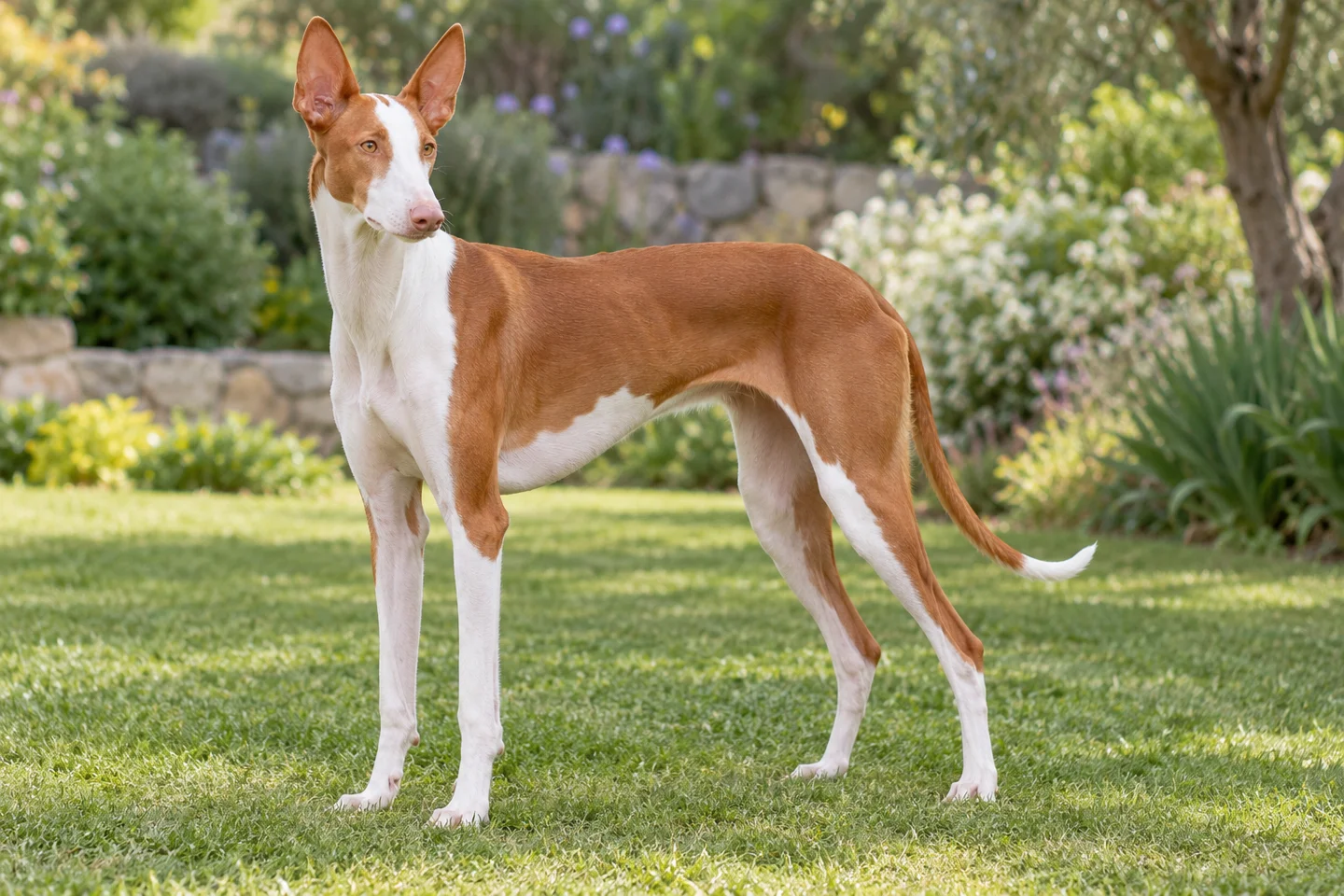 Ibizan Hound adult standing naturally on a garden lawn, showing smooth red and white