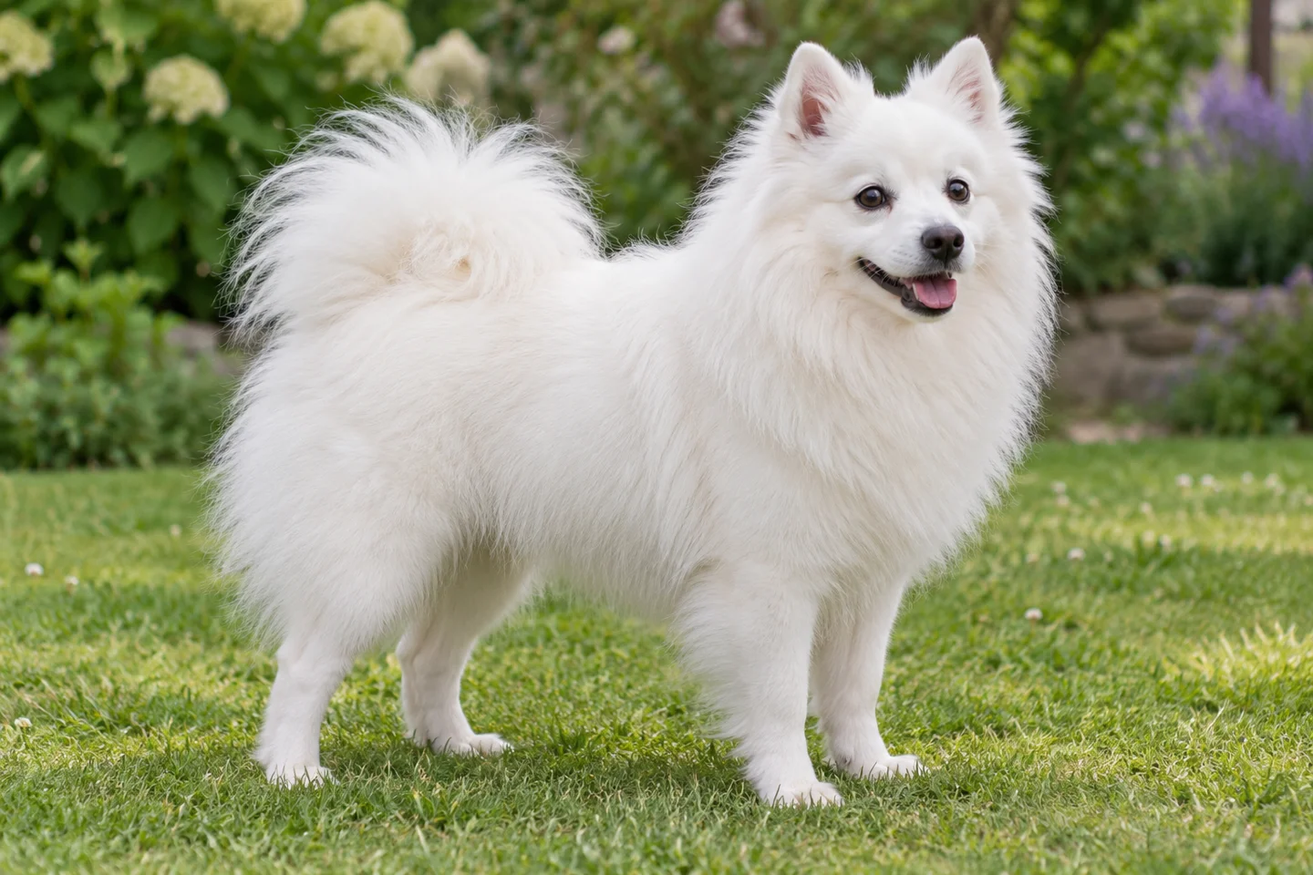 Italian Volpino adult standing naturally on a garden lawn, showing white stand-off double coat