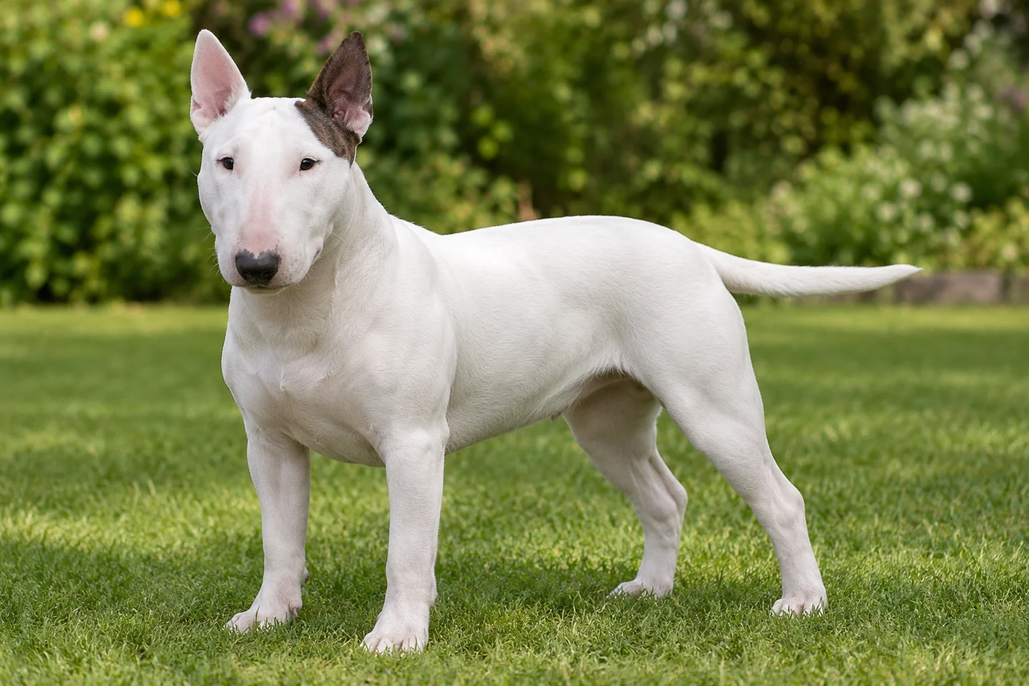 Miniature Bull Terrier adult standing naturally outdoors, with breed-specific coat and natural anatomy