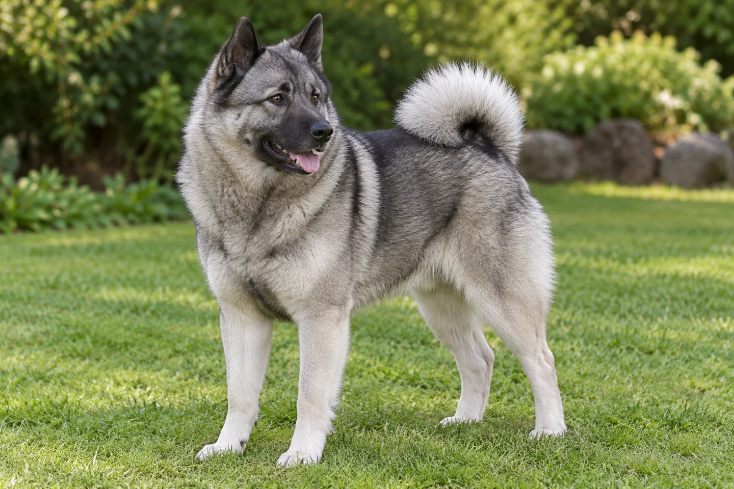 Norwegian Elkhound adult standing naturally on a garden lawn, showing grey with black mask