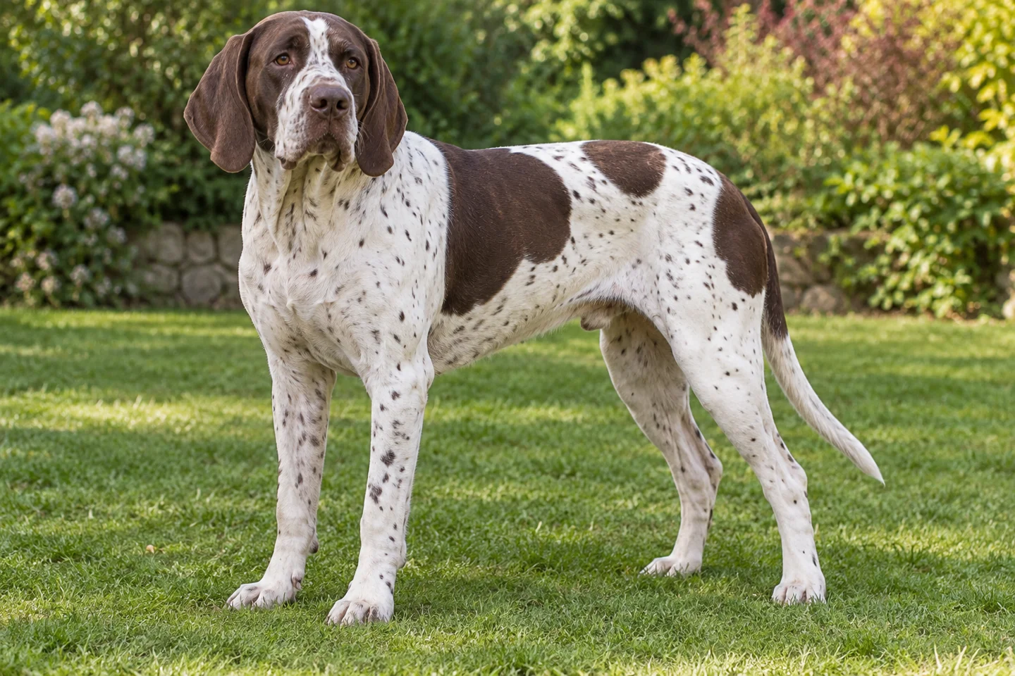 Old Danish Pointer adult standing naturally on a garden lawn, showing white with brown patches and flecks