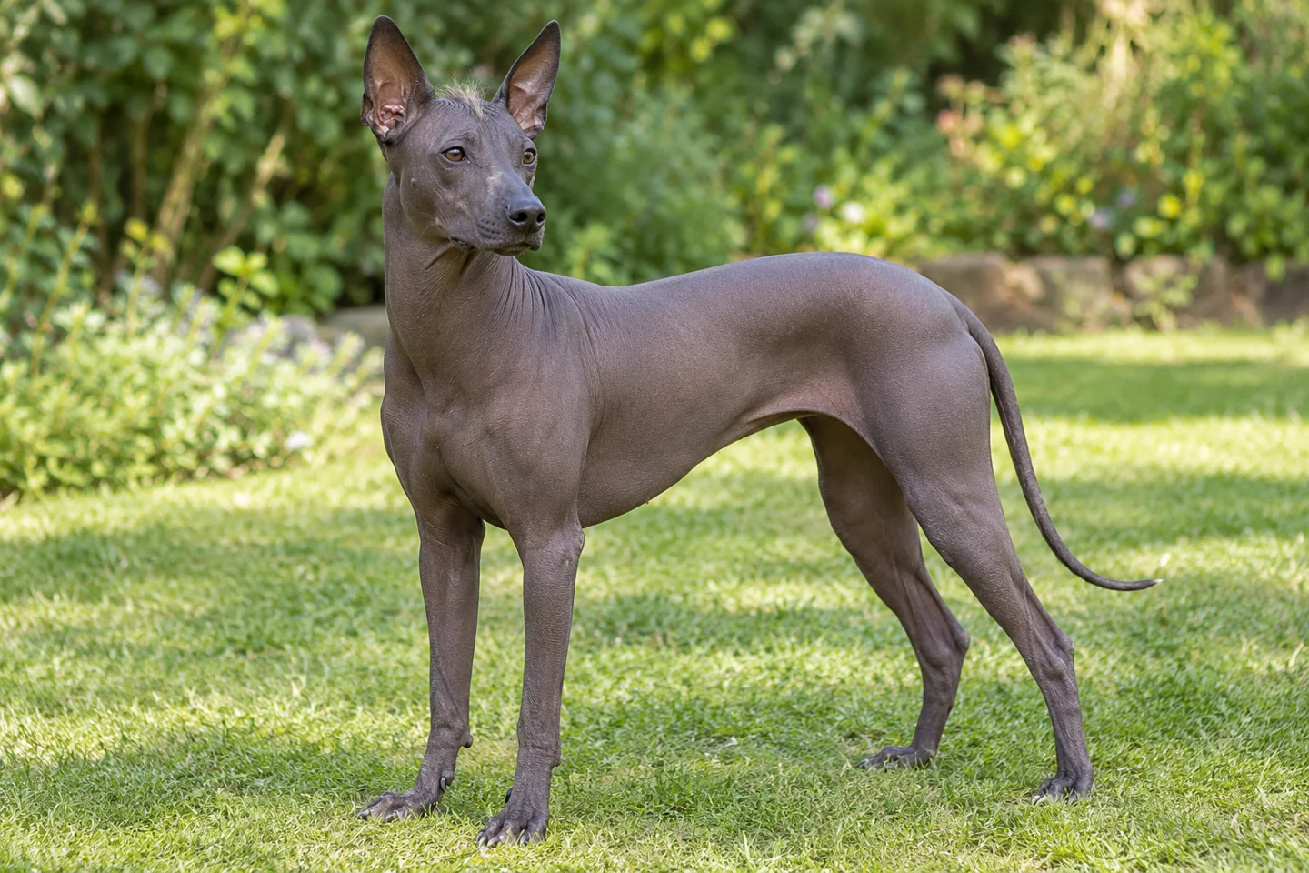 Peruvian Inca Orchid adult standing in a quiet outdoor setting, showing the selected breed type
