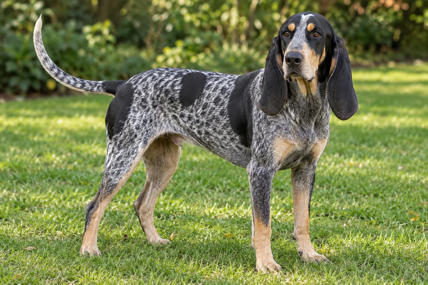Petit Bleu de Gascogne adult standing in a quiet outdoor setting, showing the selected breed type