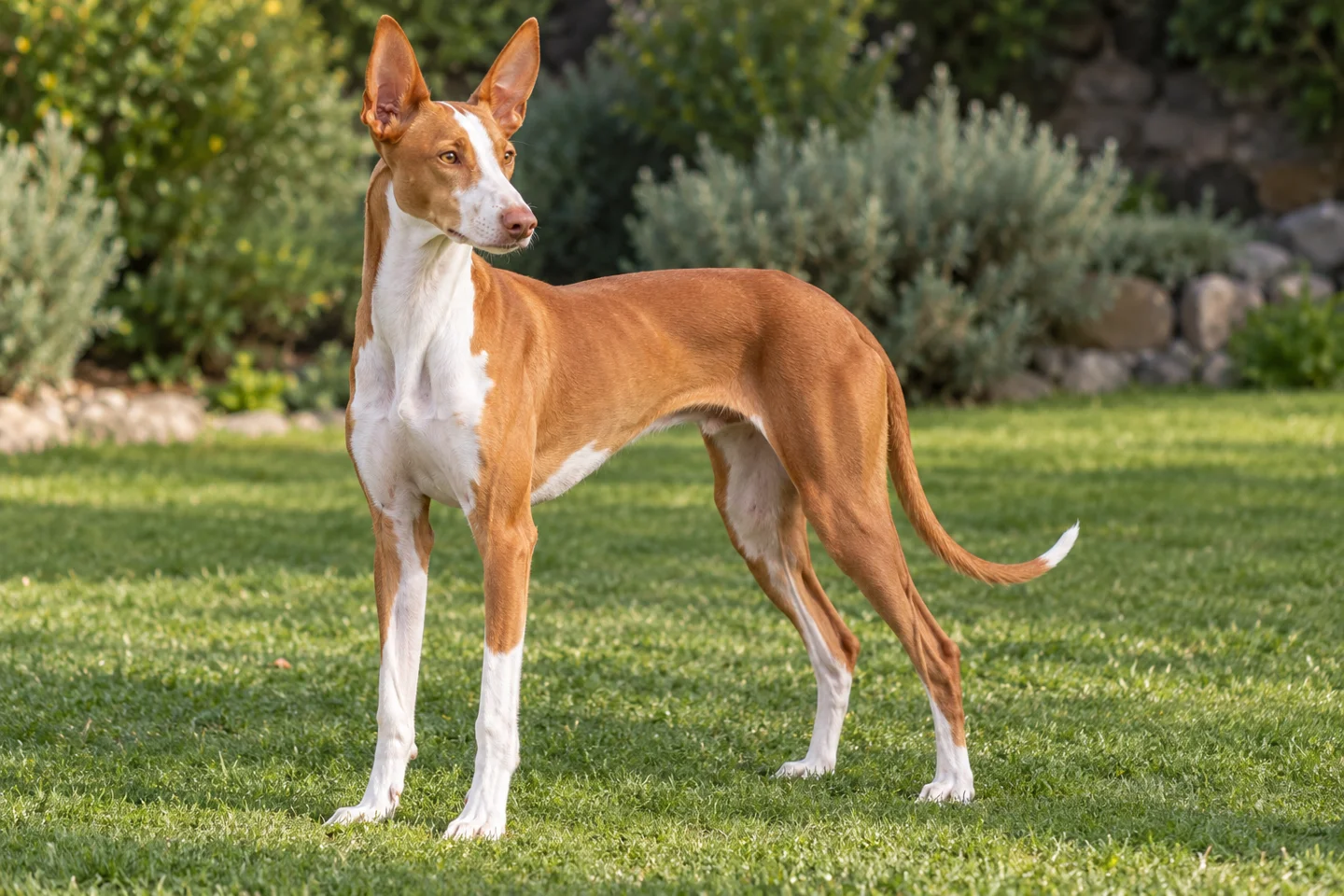 Podenco Canario adult standing in a quiet outdoor setting, showing the selected breed type