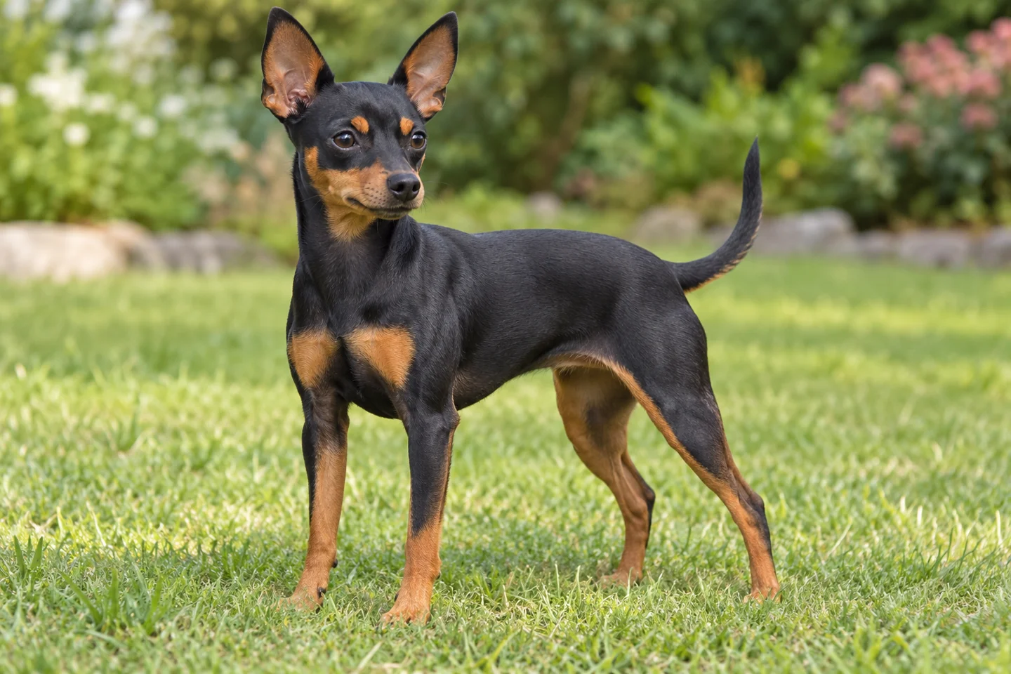 Prague Ratter adult standing naturally outdoors, with breed-specific coat and natural anatomy
