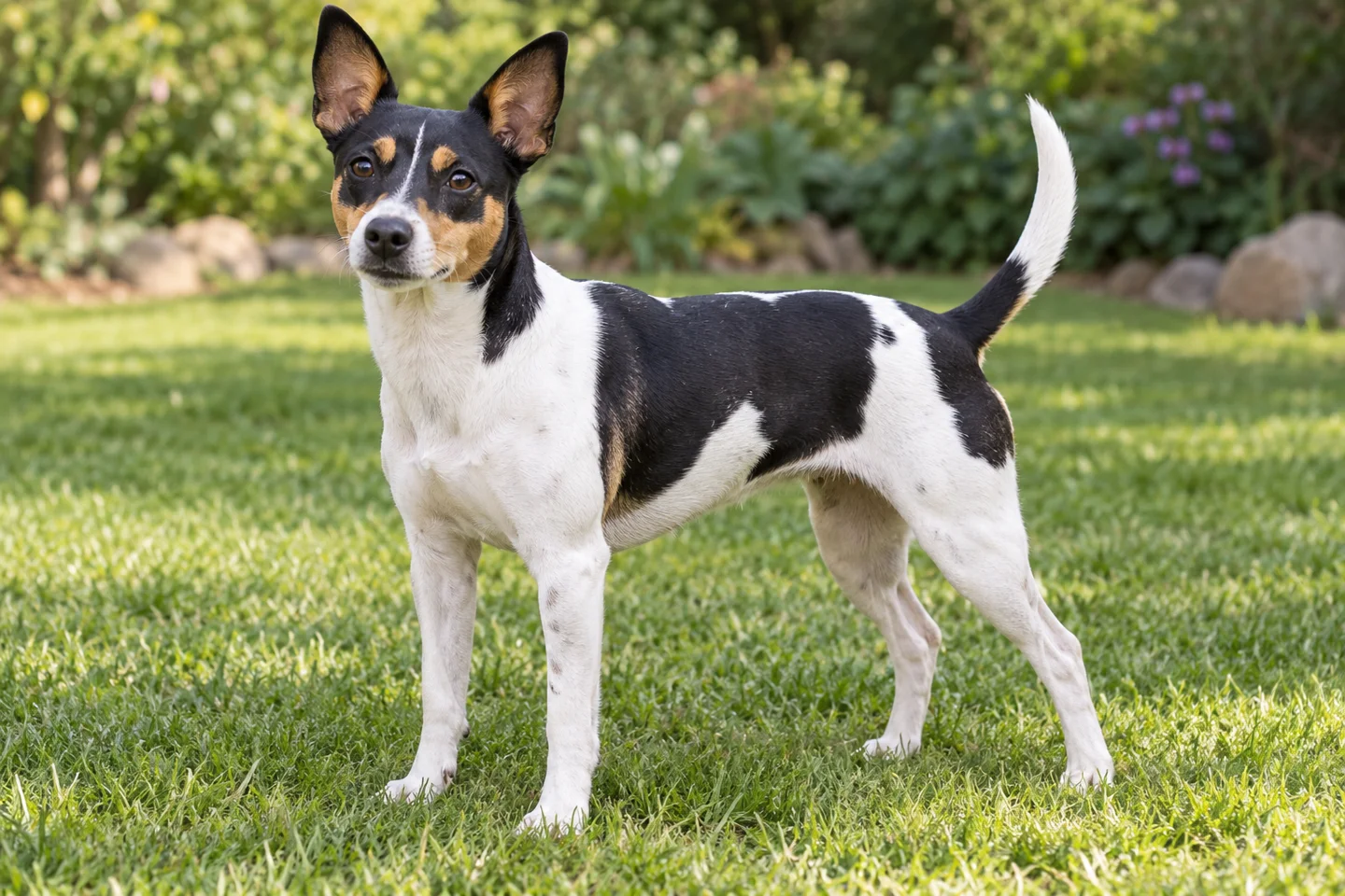 Rat Terrier adult standing naturally on a garden lawn, showing tricolor piebald short coat