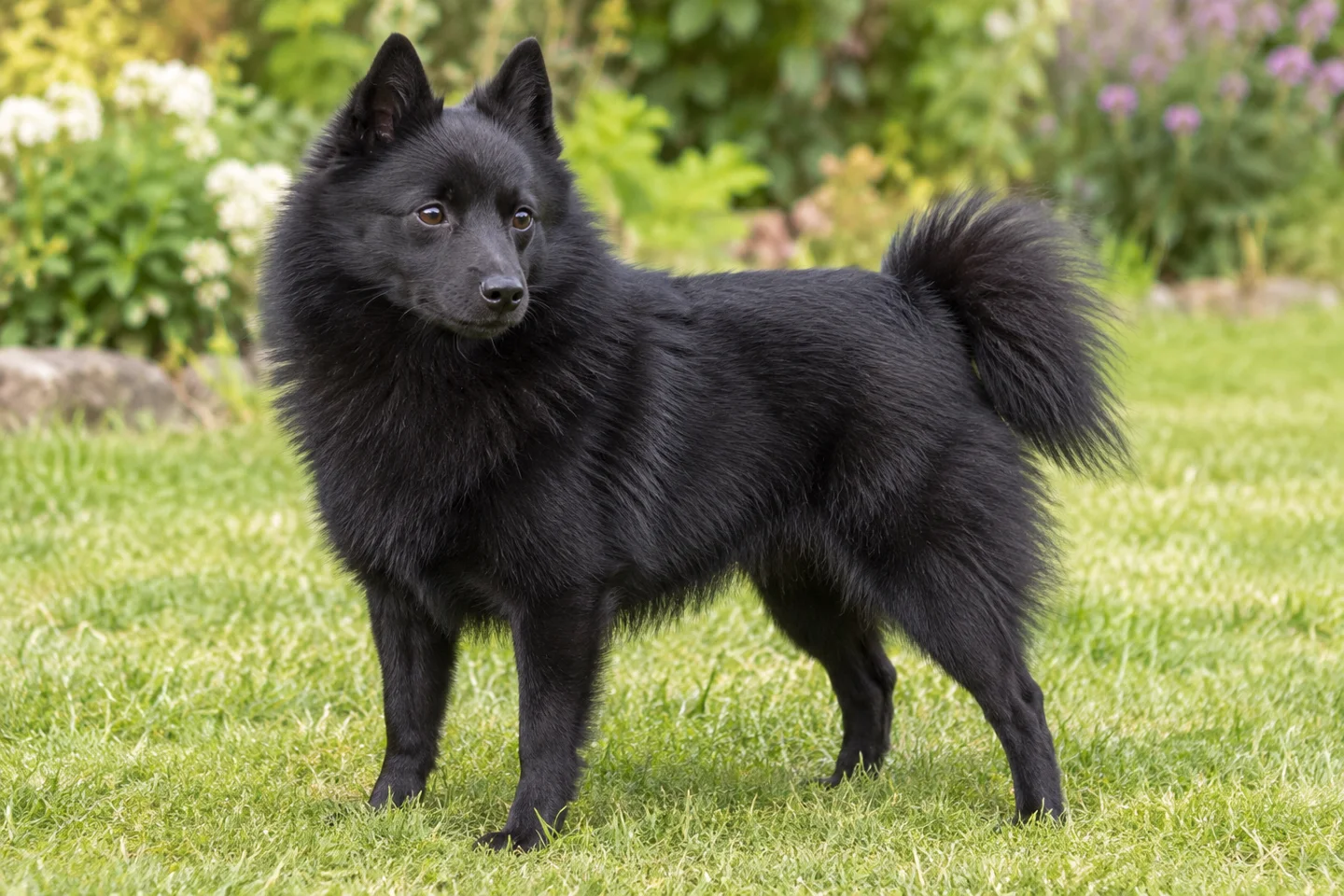 Schipperke adult standing in a quiet outdoor setting, showing the selected breed type