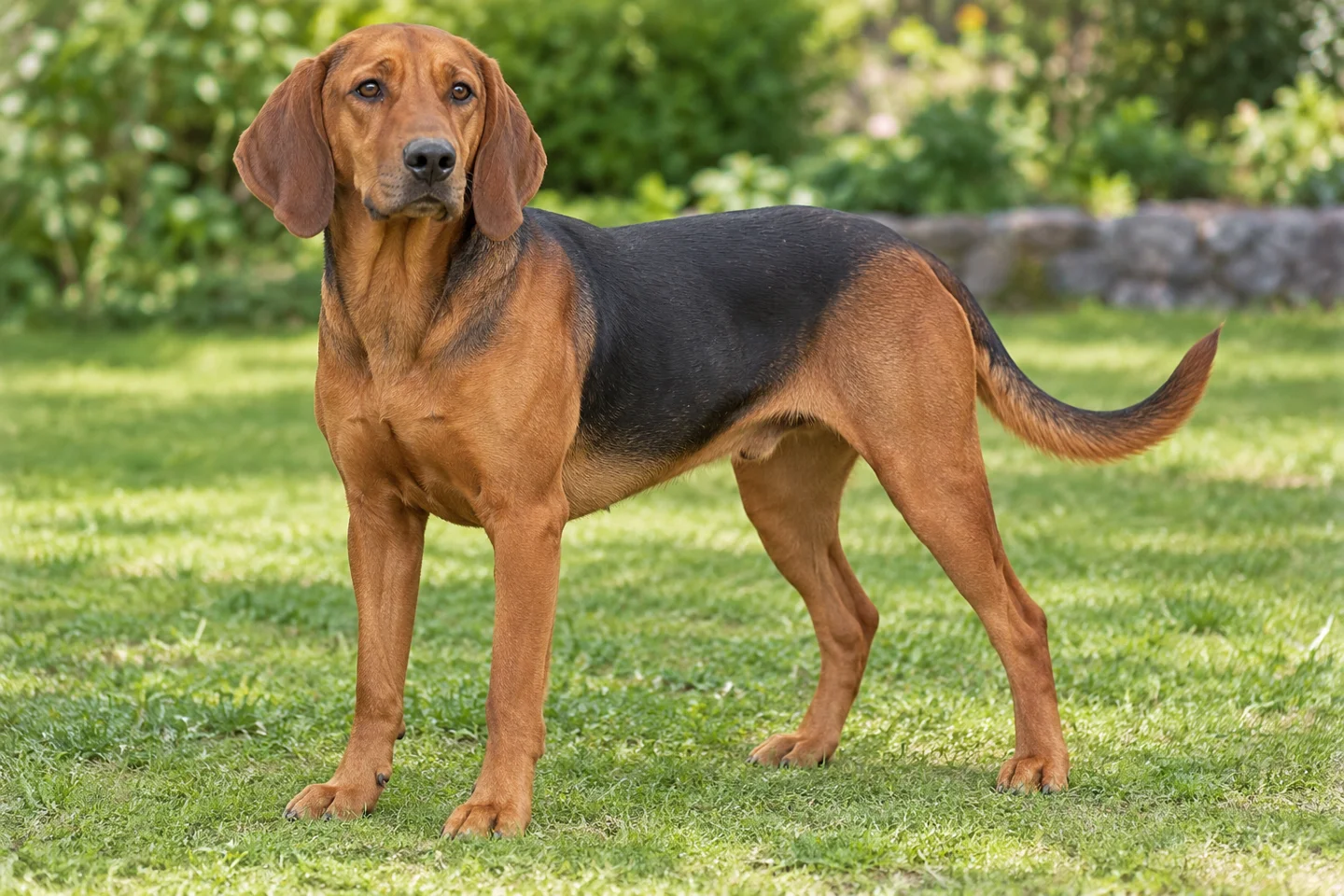 Serbian Hound adult standing in a quiet outdoor setting, showing the selected breed type