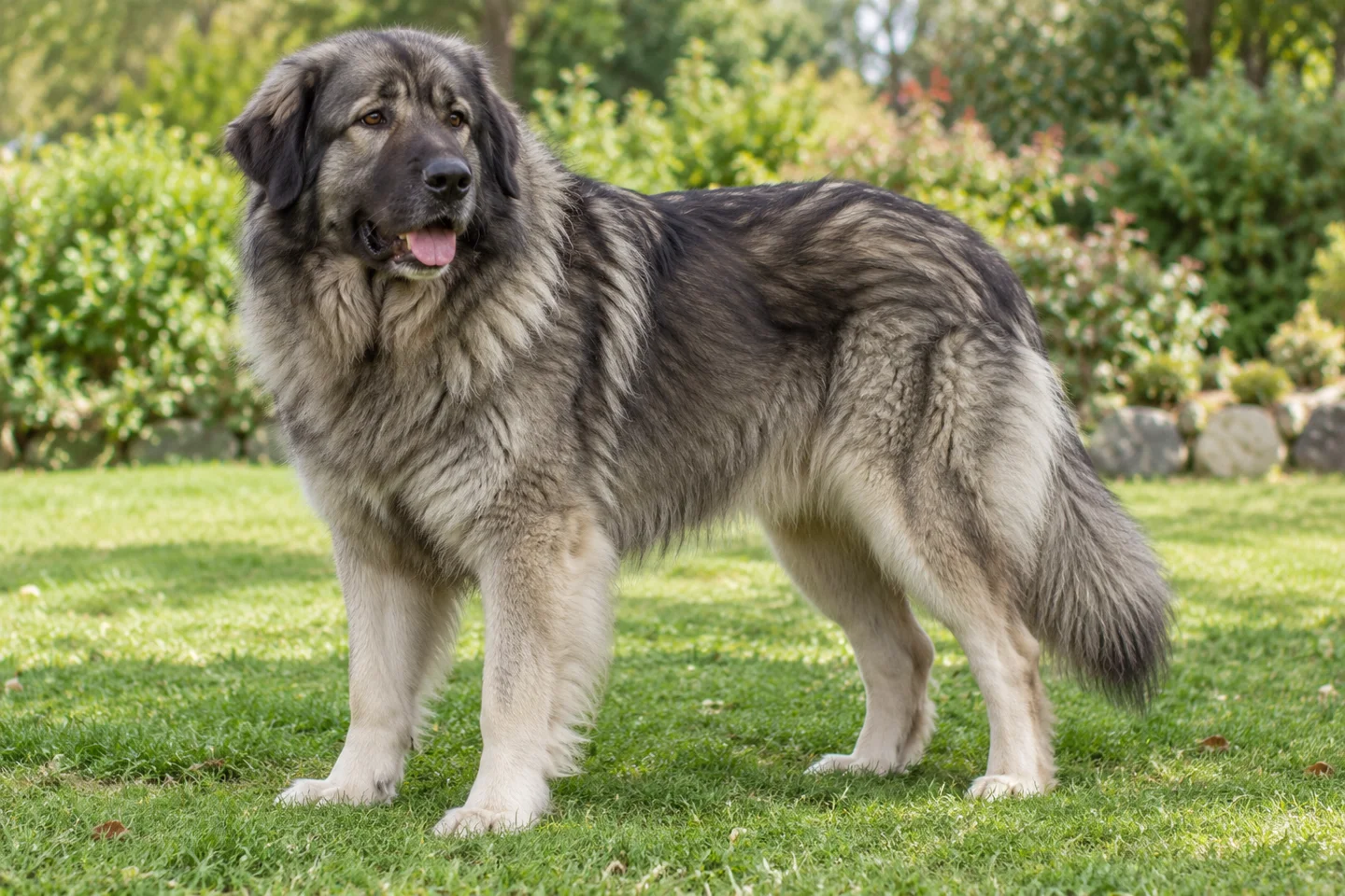 Sharplanina Shepherd Dog adult standing in a quiet outdoor setting, showing the selected breed type